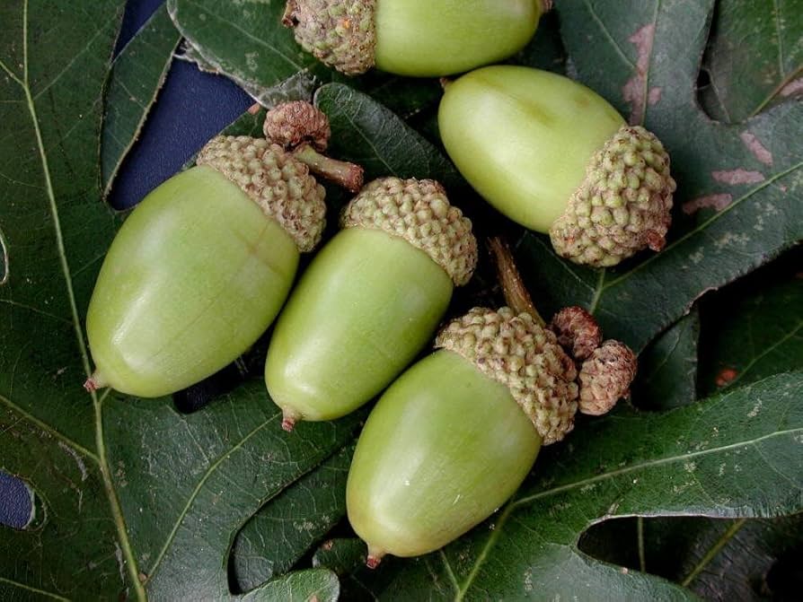 Amazon.com : White Oak Trees for Planting | Live Tree